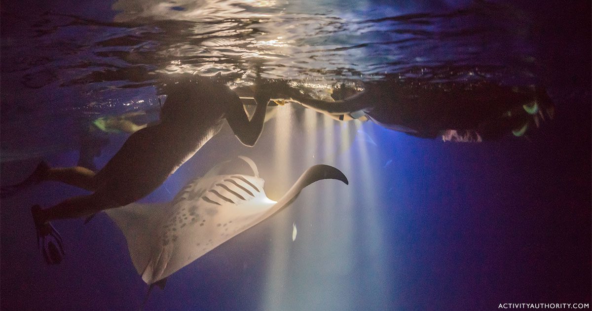 Top 5 Kona Manta Ray Tours