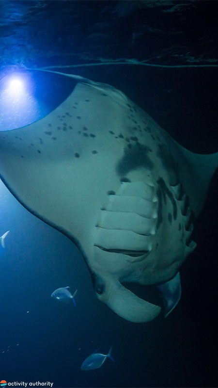 Kona Manta Ray Snorkel Diving