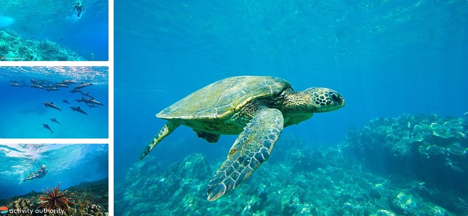 Kona Snorkeling World Underwater