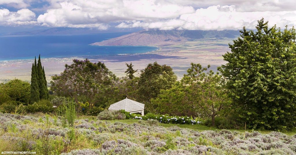 lavender farm Maui