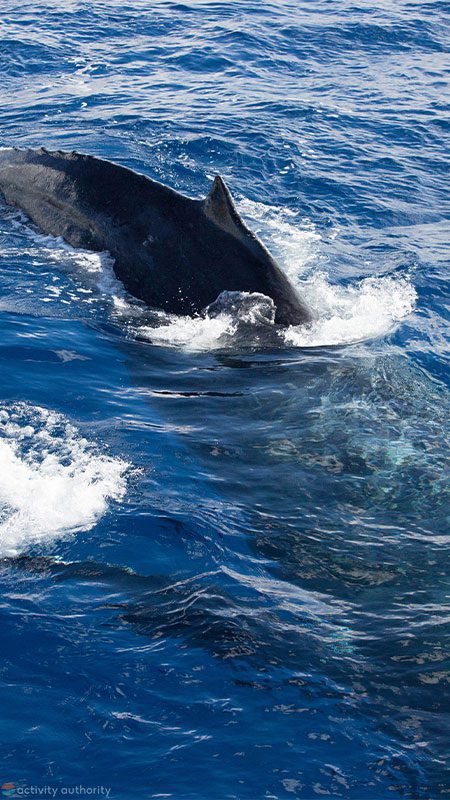 Maalaea Whale Watch Tour - Close By Maalaea Whale Watch Tour Close