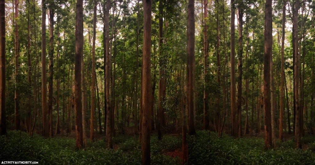 Makawao Forest Reserve