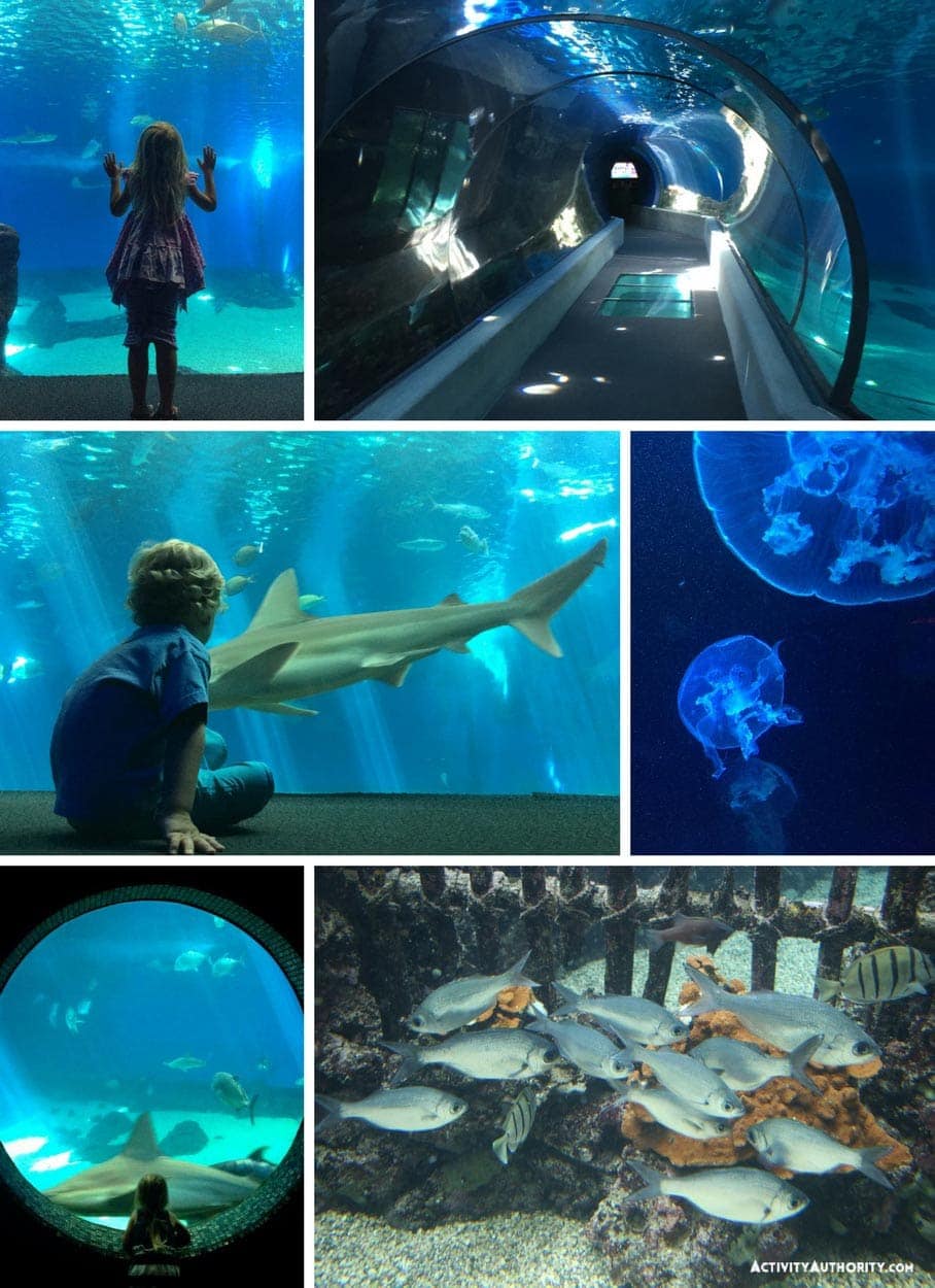 Maui Ocean Center Tickets Hawaii Aquarium