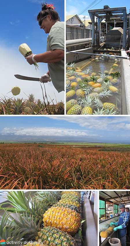 Maui Pineapple Tour Experience