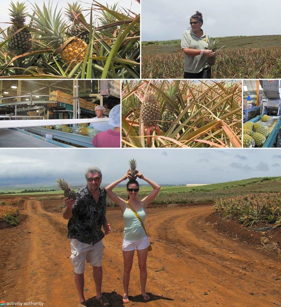 Maui Pineapple Tour