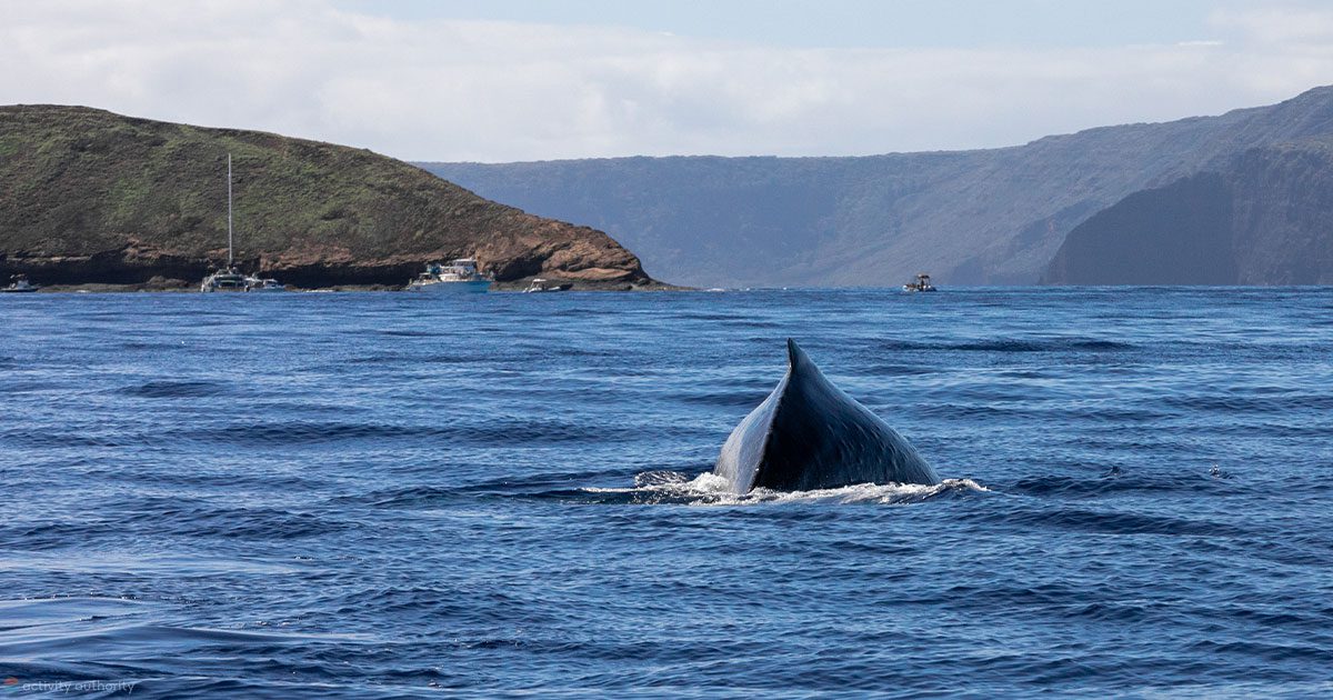 The Mystery of Whales in Maui County