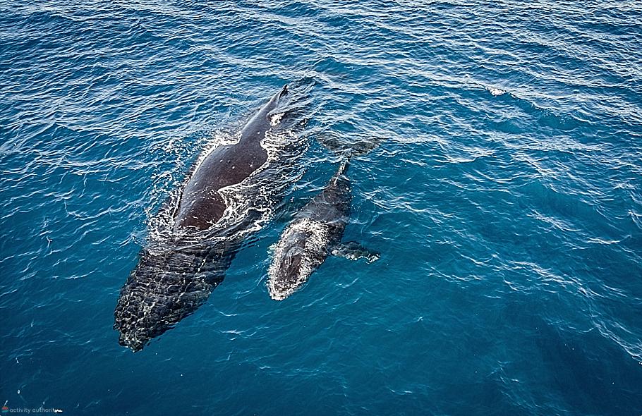 Maui Whales - Mother And Calf Mystery Maui Whales Mother And Calf