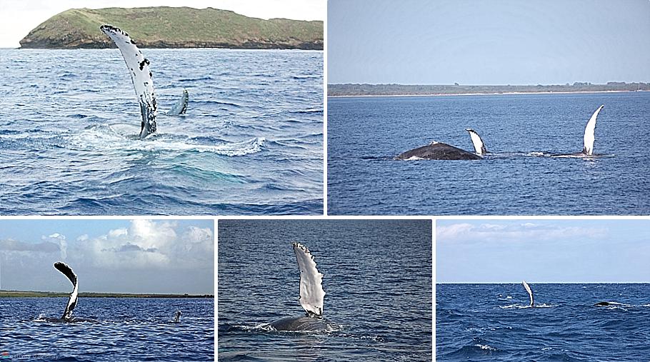 Maui Whales - Pectoral Fins Mystery Maui Whales Pectoral Fins