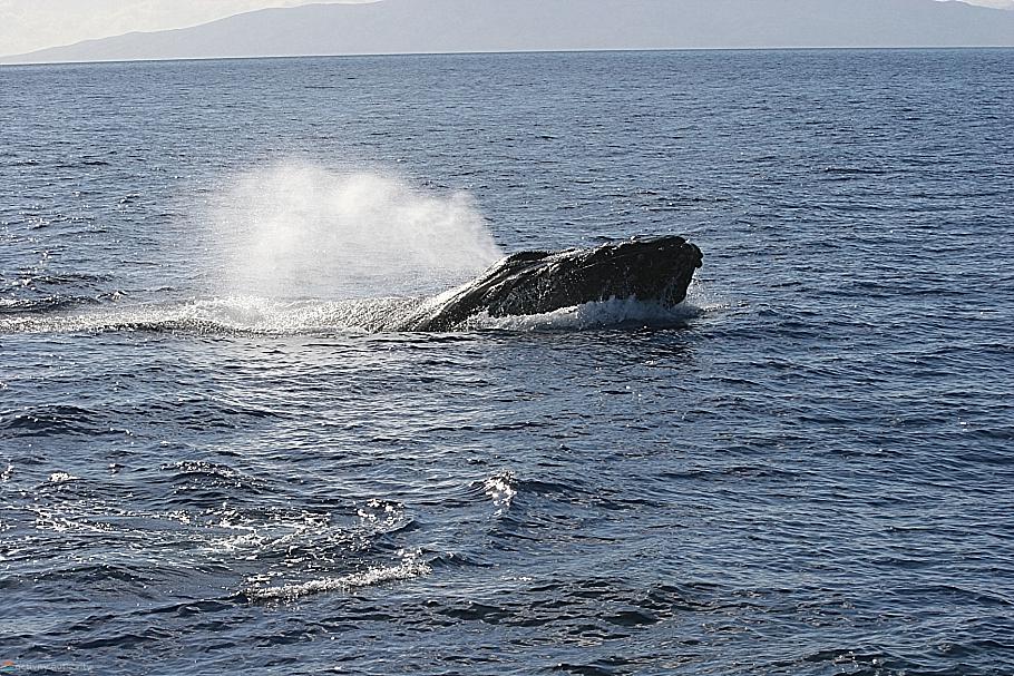 Maui Whales - Breathing Mystery Maui Whales Spout