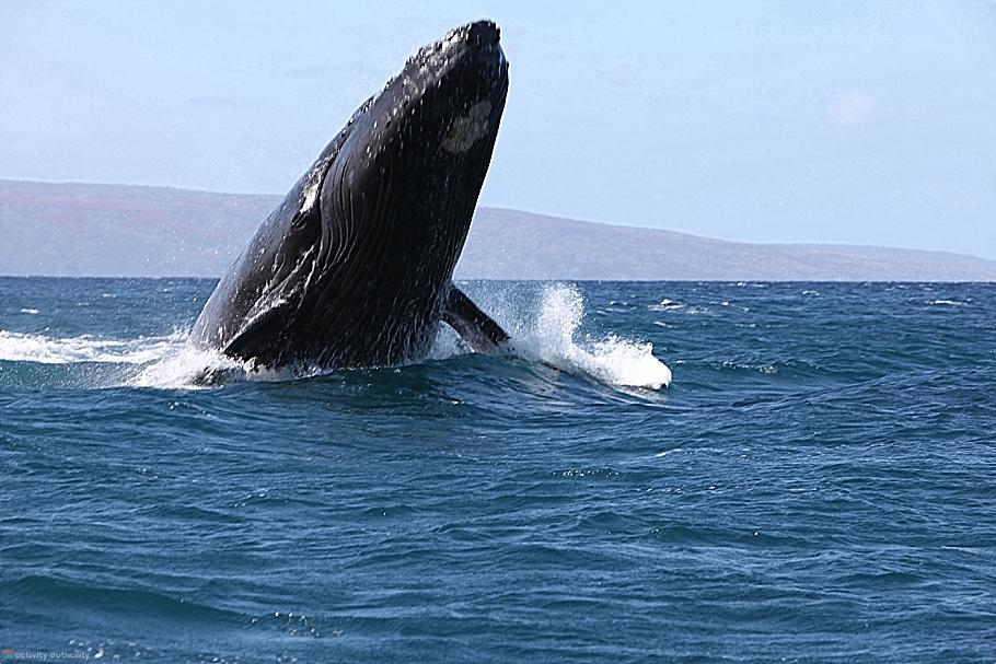 Maui Whales - Spy Hopping Mystery Maui Whales Spy Hopping