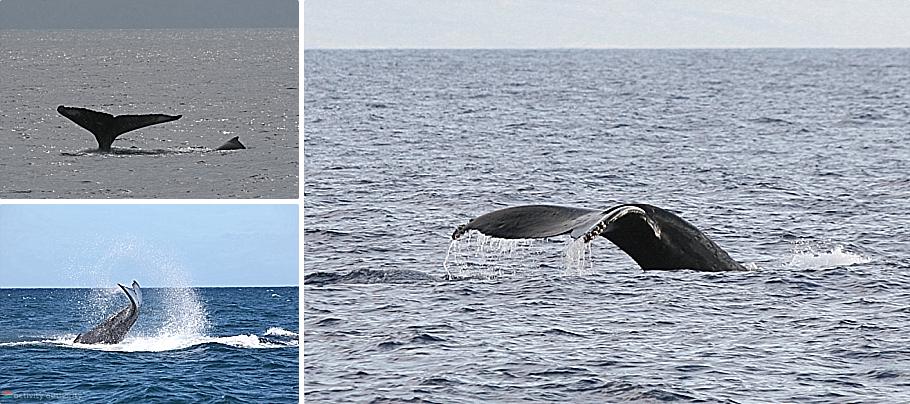 Maui Whales - Whale Tails Mystery Maui Whales Tails