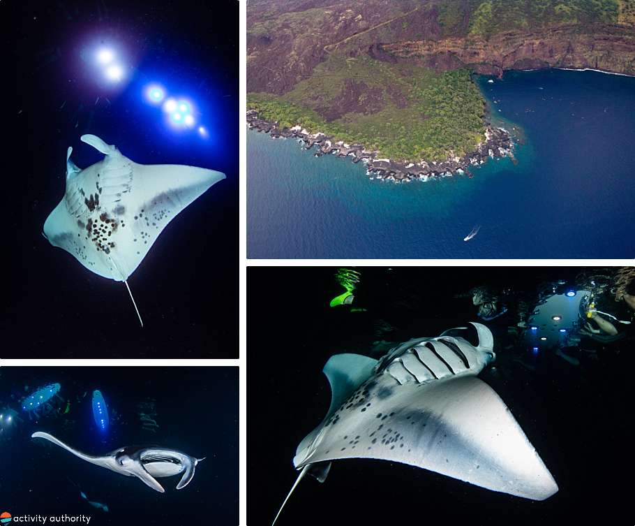 Top 5 Kona Snorkel Tours Manta Ray