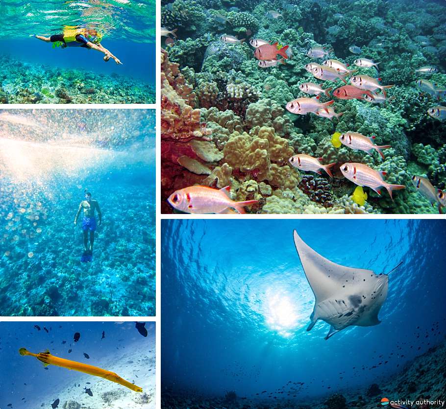 Top Oahu Snorkel Spots Family Time