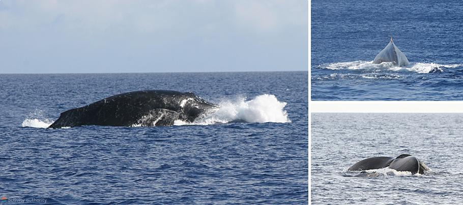 Sayulita Whale Watching