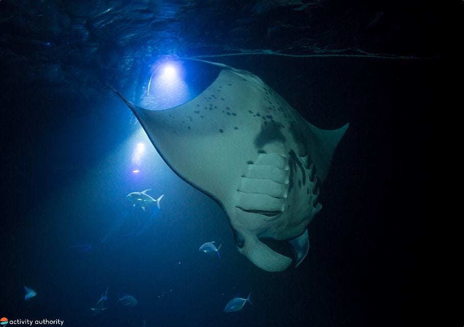 Top 5 Kona Manta Ray Tours Night