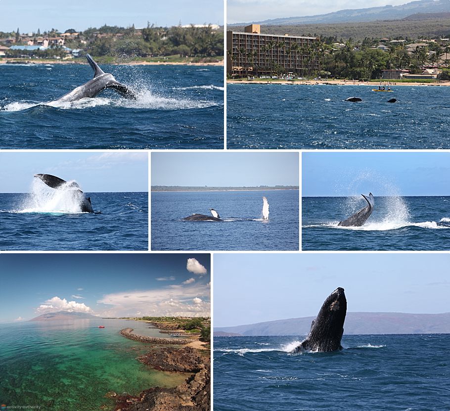 Whale Watching Maui Kihei