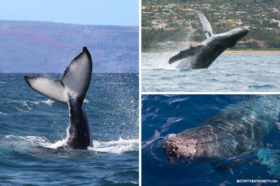 Whale Watching (When in Season)